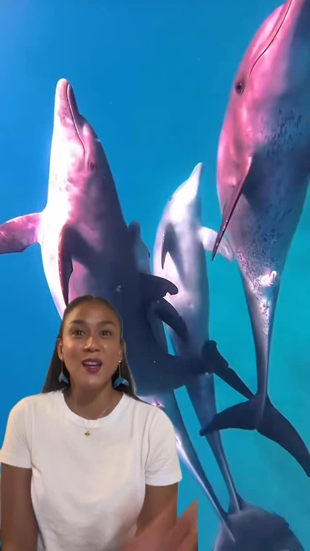 Hoy celebramos la existencia de estos maravillosos seres que habitan nuestros océanos. 23 de Julio día mundial de las BALLENAS & DELFINES 🩵🐋🐬
#territorioalmar #ballenasydelfines #oceanos