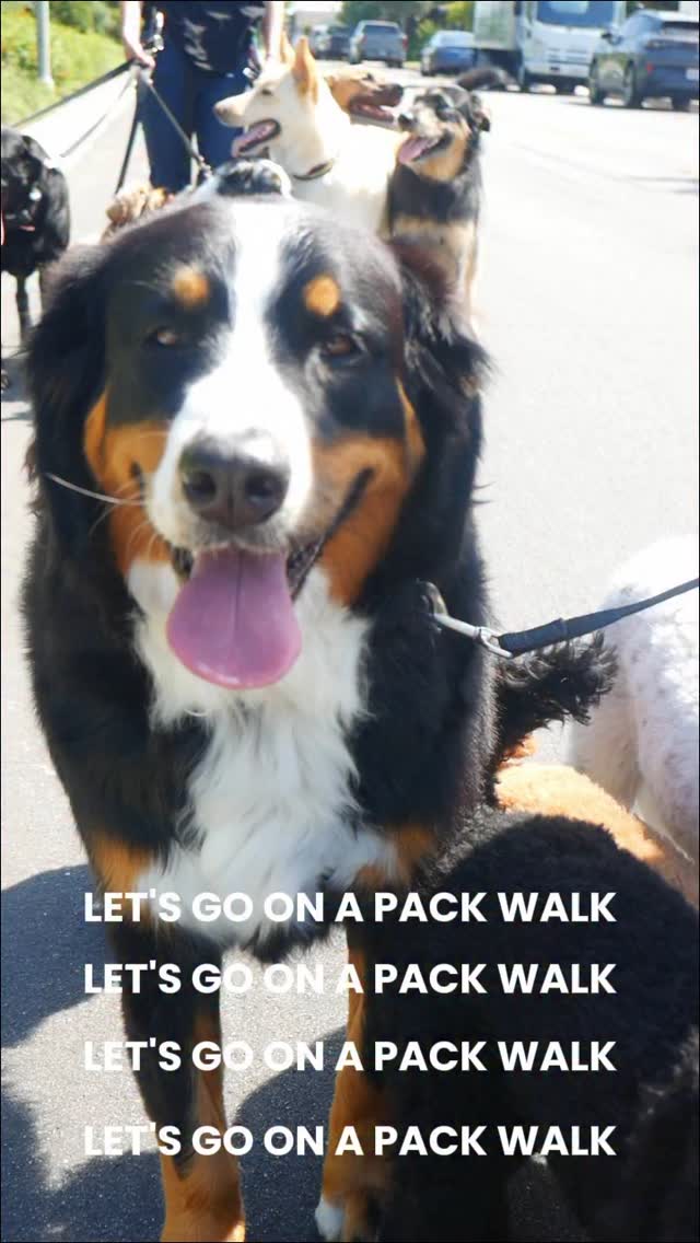 Did you know? 🐾
Pack walks aren’t just “extra exercise” - they’re one of the most powerful tools for creating calm, balanced dogs.
Walking together teaches dogs to move as a group, practice impulse control, and decompress in a structured, social setting. It’s mental work and leadership training all rolled into one.
At Bark Collective, pack walks are part of how we help dogs leave not just tired, but fulfilled.
#PackWalkPower #BarkCollective #CostaMesaDogs #LuxuryDogDaycare #BalancedTraining #DogTrainingTips #OCdogs #HappyDogsHappyLife