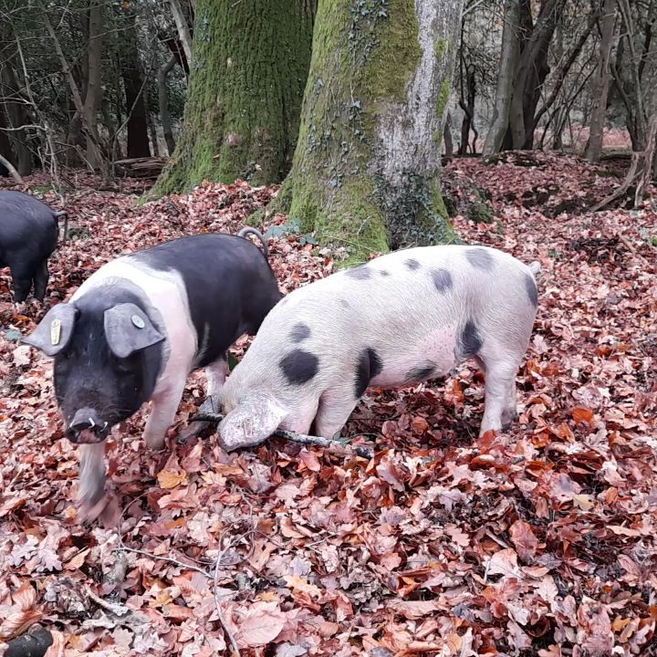 'If you go down to the woods today......"