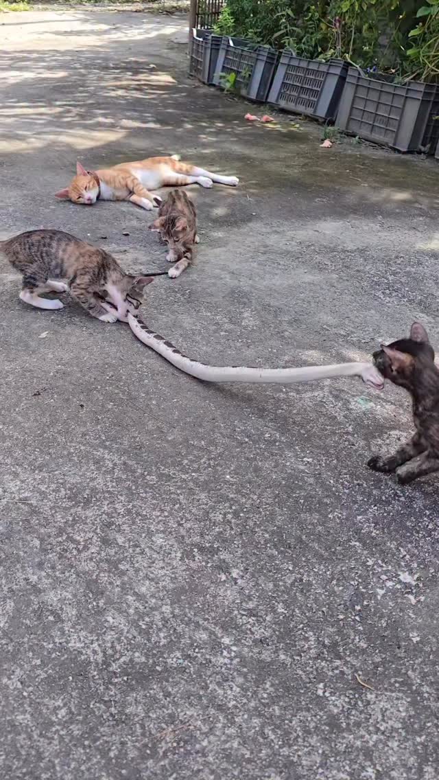 🐱💔🐍 Por curiosos... pero vulnerables
Nuestros gatos son exploradores por naturaleza. En este video, vemos cómo se acercan a una serpiente sin entender el peligro que corren.
Una mordida no avisa.
Una defensa puede ser letal.
Y al final, ni el gato ni la serpiente eligen este encuentro… somos nosotros quienes debemos prevenirlo.
💡 Si amas a tus gatos, protégelos: mantenlos dentro de casa.
Allí están seguros, lejos de carreteras, enfermedades… y de encuentros como este.
🌿 En Fundación Vivarium educamos para que humanos, mascotas y fauna silvestre puedan coexistir sin miedo… y sin víctimas.
#GatosSeguros #ConvivenciaNatural #FundaciónVivarium #Serpientes #RespetoPorLaVida #ProtegeATuGato #EducaciónAmbiental #fundacionvivarium #preservandovidas