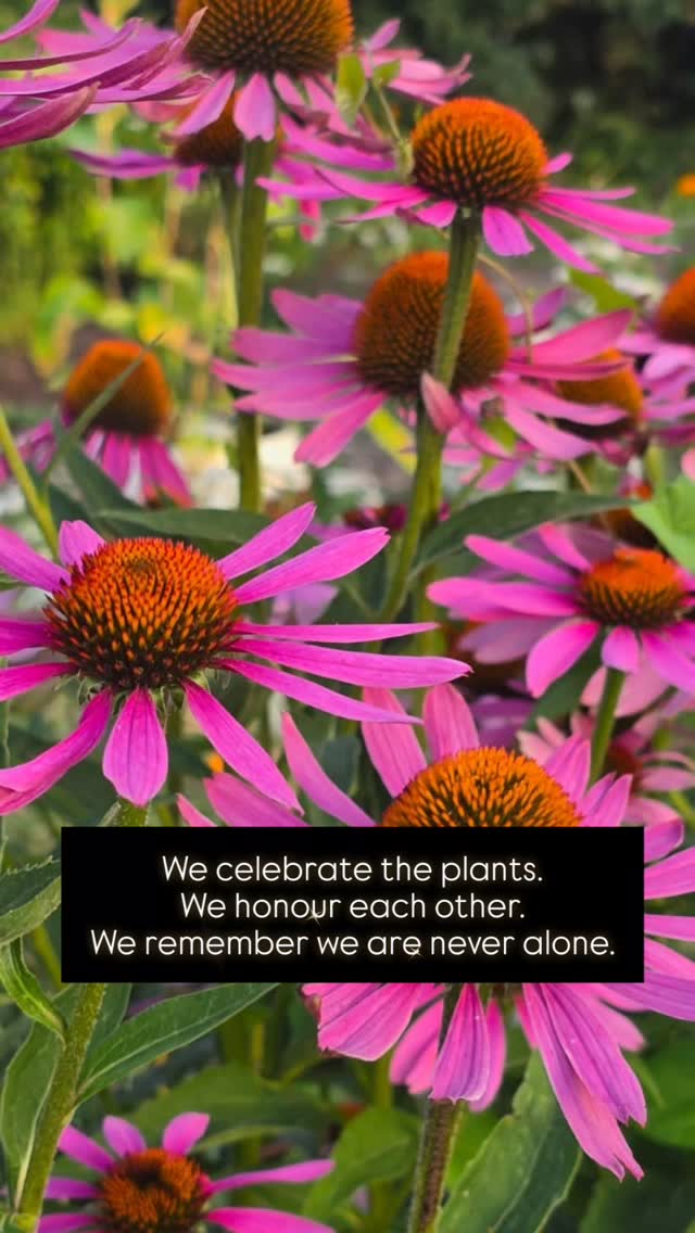 I held a beautiful women’s circle last week for Frome Women’s Collective.
We shared tea with lemon balm, spoke of herbs and flowers, and the deep ways they support our bodies as women. It felt regulating, gentle, and nourishing — a reminder that softness is strength.
In a time where we’re all walking through so much, it’s an honour to create spaces where we can pause, gather, and come back to ourselves.
To celebrate the plants.
To honour each other.
To remember we are never alone.
#womenscircle #selfcare #newbeginnings #lalunadevi #FromeWomensCircleCollective