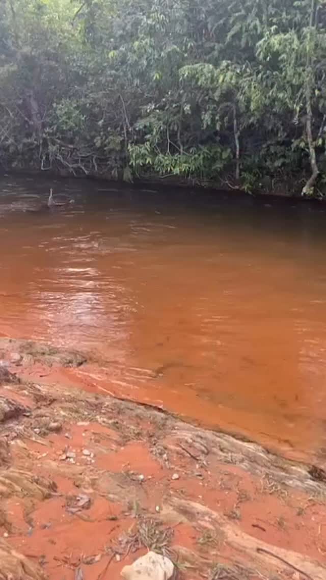 🎥 La fuerza silenciosa de la naturaleza.
Una anaconda desplaza su cuerpo por el río tras capturar lo que parece ser un pequeño ciervo. Esta escena no es crueldad: es el ciclo natural de la vida. 🌿🐍🦌
Las serpientes como la anaconda juegan un rol esencial en el equilibrio de los ecosistemas. Controlan poblaciones y mantienen la salud de los hábitats que comparten con otras especies.
🧠 Educar es entender, no temer.
💬 ¿Sabías que la anaconda es una de las mayores depredadoras de los humedales?
#FundacionVivarium #Anaconda #CicloDeLaVida #Conservacion #EducacionAmbiental #NaturalezaReal #SinFiltro
#snake #