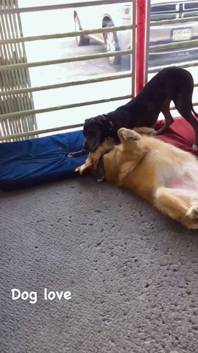 سعادة وحرية مع مطل على الشارع 🫶🏻🐕🐾
مزاجهم، سلامتهم وراحتهم هي اكبر اهتماماتنا في ديزرت منقل الرياض 🐶🐩💫
Happy, free and a street view 😆🐕🐾
Dogs moods, safety and comfort is our main priority at DESER Mingle dog daycare and grooming 🐶🦴
#desertmingle #رعاية_الكلاب #الرياض_الان #saudiarabia #snapchatspotlight #alrawdah #dogdaycarelife