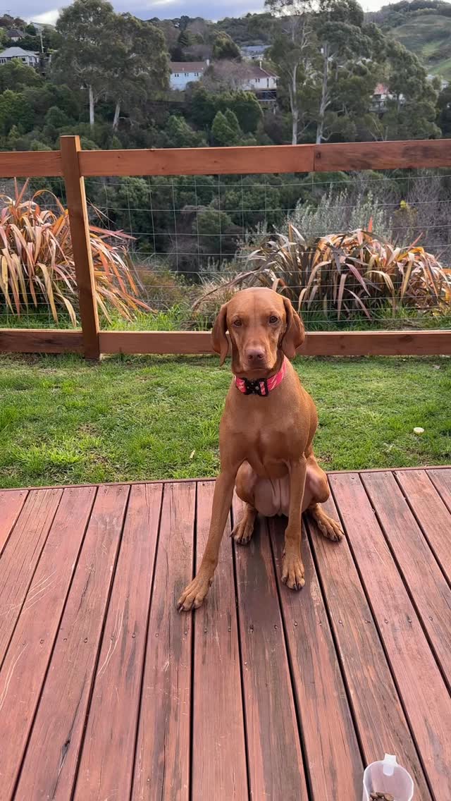 A few of our collars and leads. The collars aren’t out for general sale yet, but will be very very soon !!
#ecofriendly #dogsnz #ratuski