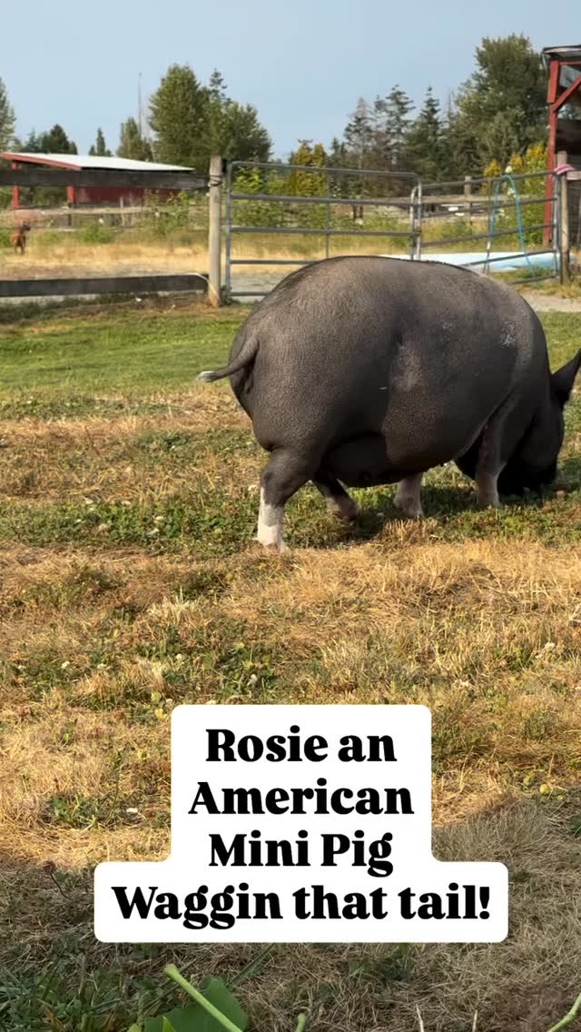 Rosie the American mining. Waggin her stuff #farmlife #hobbyfarm #pig #pigslife