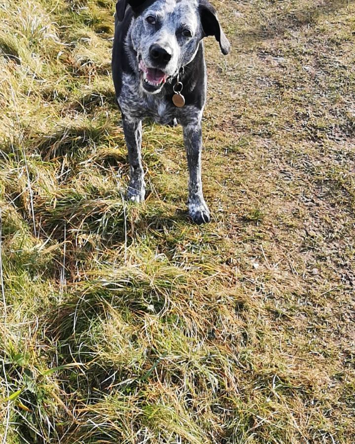 Happy national pet day
Many of our pets have made this last year a lot more bearable π₯°ππ±β¨
Most of us spoil our pets but give them an extra bit of thought and love today, especially as we are about to see lockdown restrictions lift.
#nationalpetday #dogs #dogsofinstagram #dogsofig #lovedogs #rescuedog #adoptnotshop #dogbehaviourist #dogappreciation #3leggeddogs #tripoddog #osteosarcomasurvivor #dogcancersurvivor #seniordog #dogbehaviourist #clinicalanimalbehaviourist