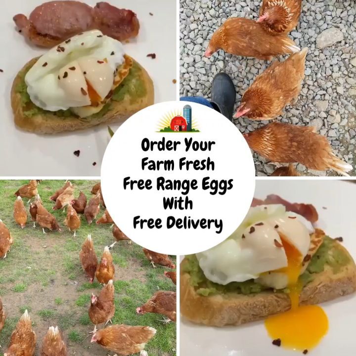 We're Online!
Mother Hen Eggs has finally developed one of the first websites that you can exclusively order our delicious farm fresh free range eggs from http://www.motherheneggs.com
We welcome all new and regular customers to freely use our website, on top of this our website is secure with encryption for your payment details. You are still more than welcome to message us your order if that suits you better 🥚🧡
Enjoy our free egg delivery service, we will deliver your eggs straight to your door with no minimum order 🍳🚗 Ordering now is quicker and easier than ever before.
Simply follow the below steps :-
🥚. Click on the website 🥚. Click on the order page
🥚. Order your quantity of eggs
🥚. Wait for order confirmation
We believe reducing the time between farm to fork is key. Mother Hen Eggs are delivered within a few days of them being laid, making sure you exclusively receive fresh farm free range eggs 🥚 🍳
We create a perfect egg bursting with colour and flavour, bringing a ray of sunshine to any dish that's being served. The delicious taste will not disappoint 🧡 When you crack into a Mother Hen Egg we want you to be 100% confident what your eating is 100% free range egg goodness 🧡🍳
As our website is new, we are always looking to improve it so any feedback is appreciated. If there are any issues or errors please message us so we'll get it sorted for you 💬🍳 #coronavirus #freedelivery #deliciouseggs #cardiff #bridgend #newport #eggs #freerangeeggs #farmfresh #farmfreshfreerangeeggs #farmtofork #delivery #tastyeggs #newcustomer #goldenyolks #yolk #delivery #fresheggs #homedelivery