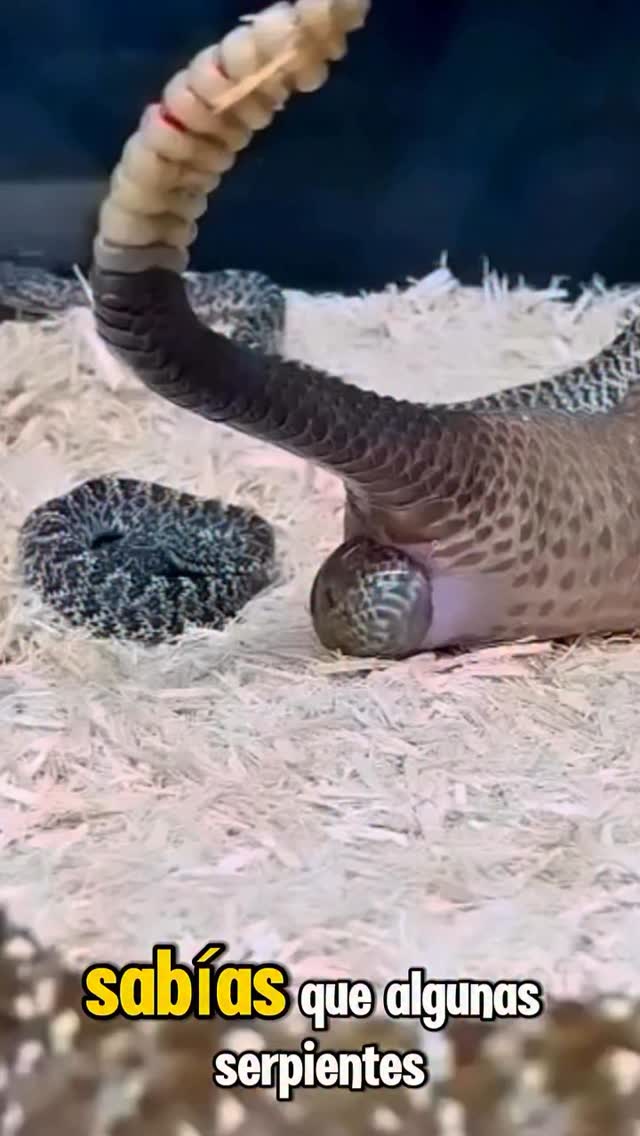 Y asi viene al mundo algunas de las especies. #fundacionvivarium #snake #preservandovidas #venezuela