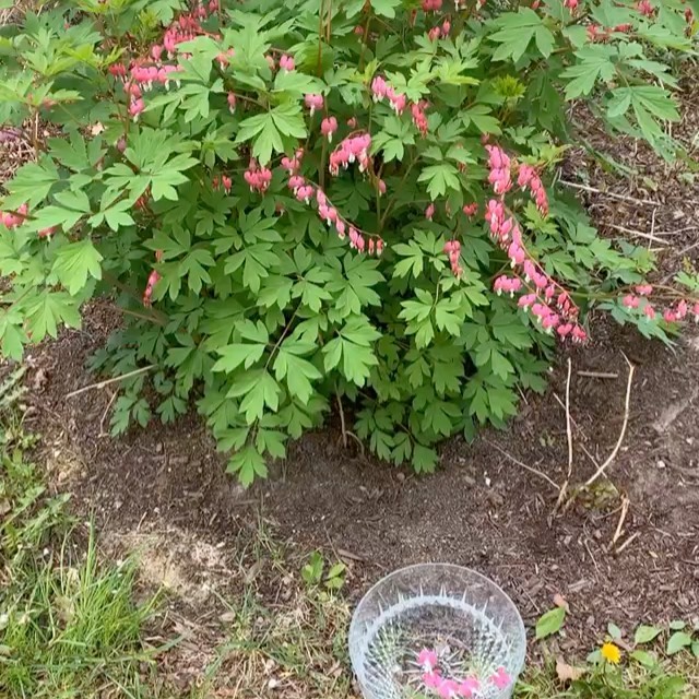 Bleeding Hearts flower essence made on Mother’s Day! This essence is great for helping to mend a broken heart, promotes compassion and love for self and others, helps us work from a state of kindness, heals divisions in relationships, inspires joy, and eases suffering. It embodies the work of the wounded healer, Chiron, and helps us see how suffering and brokenness can actually be some of our greatest lessons, giving us the opportunity to come out on top with deeper strengths and wisdom (read: acing our shadow work!). A hefty healer and enhancer of the heart chakra 💚💗💖 yes, please! #bleedingheart #floweressences #higherfrequency #naturopathicmedicine #naturemade #gratitude #chiron #woundedhealer #heartmedicine #heartchakra