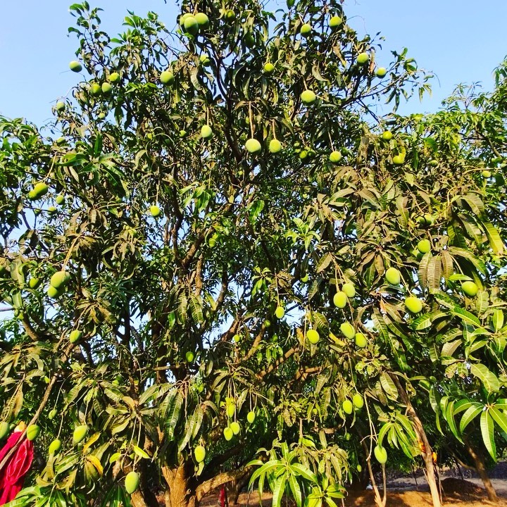 Little trees full of harvest!
#devgad #mangofarms🍋