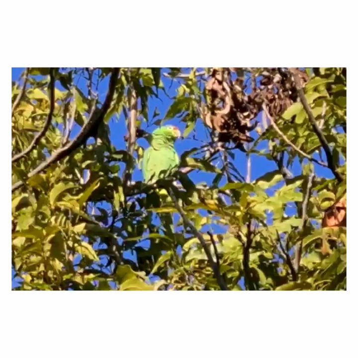 La @quinta_del_flamboyan nos cuenta que hace unos años unos loros fueran sueltos en la zona. Hoy encuentran su hogar dentro de la vegetación del jardín.
PROYECTOS HORNO
Paisaje Quinta del Flamboyán / Morelos / proyecto en continua construcción y experimentación
.
.
.
#hornotaller #proyectoshorno
#paisajismo #paisaje #mexicanlandscape #méxico #landarch #paisaje #jardin #jardineria #landscape #arquitecturadepaisaje #loro #morelos #cuautla #quinta_del_flamboyan #naturaleza #nature