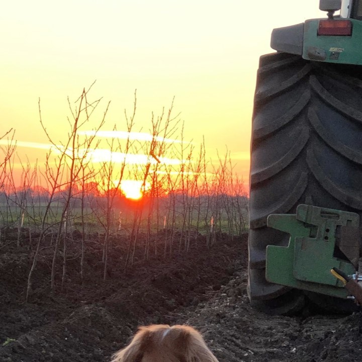 Watch ⬆️ to see how @treescape_nursery field grown trees are transplanted to ensure a dense and fibrous root system! Some species will be lifted and re-planted up to 4 times before containerising. 🌳 Thanks for the weekend help @pipireland1 and @huwprice1.