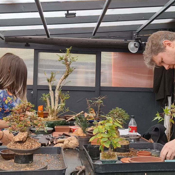 Braving the Winter chills bonsai creatives inaction.