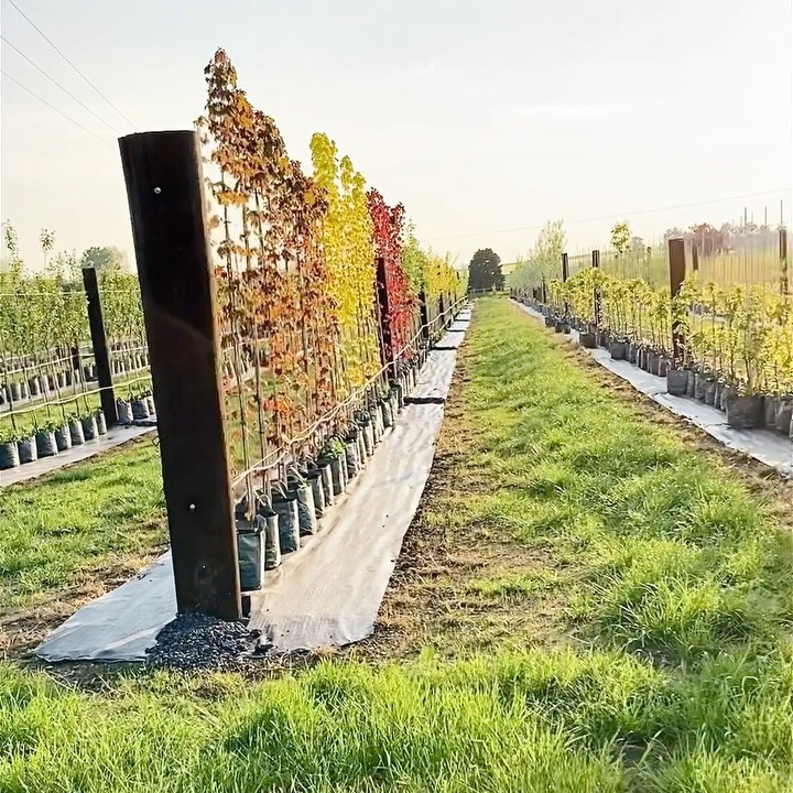 𝘛𝘳𝘢𝘯𝘴𝘧𝘰𝘳𝘮𝘢𝘵𝘪𝘰𝘯 𝘰𝘧 𝘵𝘩𝘦 𝘯𝘦𝘸𝘦𝘴𝘵 𝘤𝘰𝘯𝘵𝘢𝘪𝘯𝘦𝘳 𝘴𝘦𝘤𝘵𝘪𝘰𝘯 𝘰𝘷𝘦𝘳 𝘵𝘩𝘦 𝘭𝘢𝘴𝘵 𝘧𝘦𝘸 𝘸𝘦𝘦𝘬𝘴. 𝘍𝘪𝘭𝘭𝘦𝘥 𝘸𝘪𝘵𝘩 𝘯𝘢𝘵𝘪𝘷𝘦, 𝘧𝘳𝘶𝘪𝘵𝘪𝘯𝘨 𝘢𝘯𝘥 𝘰𝘳𝘯𝘢𝘮𝘦𝘯𝘵𝘢𝘭 𝘵𝘳𝘦𝘦𝘴, 𝘵𝘩𝘦𝘳𝘦 𝘪𝘴 𝘱𝘭𝘦𝘯𝘵𝘺 𝘰𝘧 𝘤𝘩𝘰𝘪𝘤𝘦 𝘧𝘰𝘳 𝘢𝘯𝘺 𝘩𝘰𝘮𝘦 𝘭𝘢𝘯𝘥𝘴𝘤𝘢𝘱𝘪𝘯𝘨 𝘱𝘳𝘰𝘫𝘦𝘤𝘵.
#treenursery #landscaping #landscapingproject