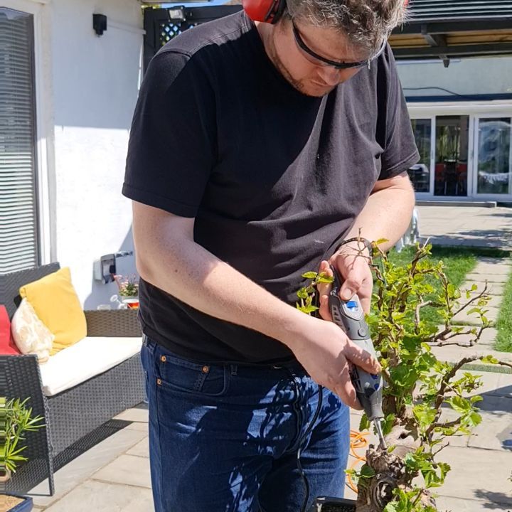 Ori on old mulberry bonsai
