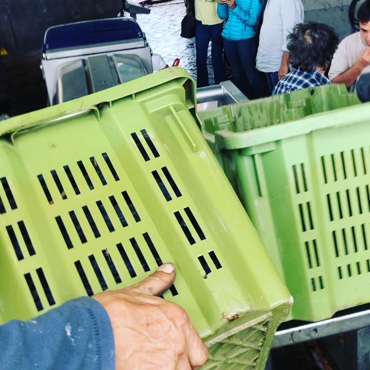 #harvest2021#sognolavico#