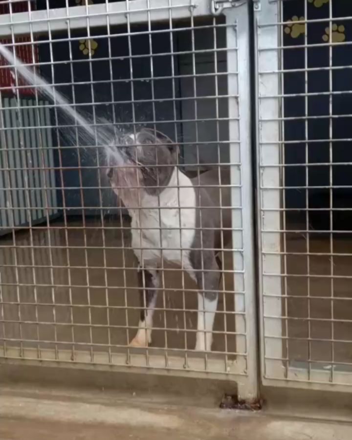 Zues enjoying himself