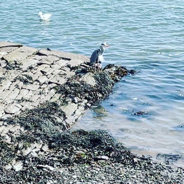 And the #heron takes it all in - feathers flapping away π #reflections