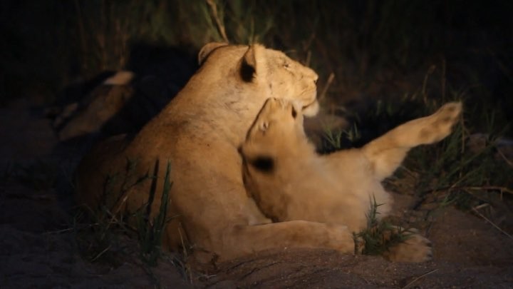 30" #travelvideo #lion #wildlife #safari #Mpumalangatourism #southafrica @meetsouthafrica @malamala_gamereserve near #krugernationalpark #南アフリカ #ライオン @feel_south_africa_jp @southafricaza 🇯🇵@japanese_taste_discovery #大人が遊ぶ南ア