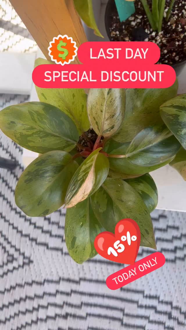 ✨ Last day, Last chance to join us at ByWard Market! 🌿
It’s the final day of our pop-up, and we’re ending on a high note — special discount on all our plants, today only! 🪴💚
If you’ve been thinking about stopping by, this is your moment! Come say hi, explore our rare tropical beauties, and give them a forever home before we pack up.
📍 ByWard Market
🕒 Here until 5 PM today!
Thank you to everyone who has shared your love and support this week — you’ve made our very first pop-up unforgettable. 💖
#Shootsia #PlantLoversOttawa #ByWardMarket #LastDayMagic #RareTropicalPlants #OttawaEvents #PlantSale