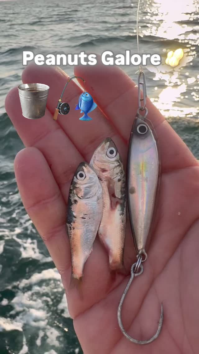 It’s on folks. Grab the Peanut ‘Hardshells’ at the online shop or participating Tackle Shop Partners. www.monomoytackle.com. #myfishingcapecod #monomoytackle #onthewatermagazine #capecodfishing #newjerseyfishing #longislandfishing #rhodeislandfishing #onthewater #connecticutfishing @captain_brunodemir @myfishingcapecod @captderekbarber