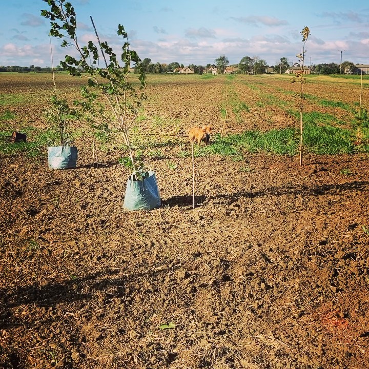 JCBailey on excavation 🌳 #treeplanting #reforestation