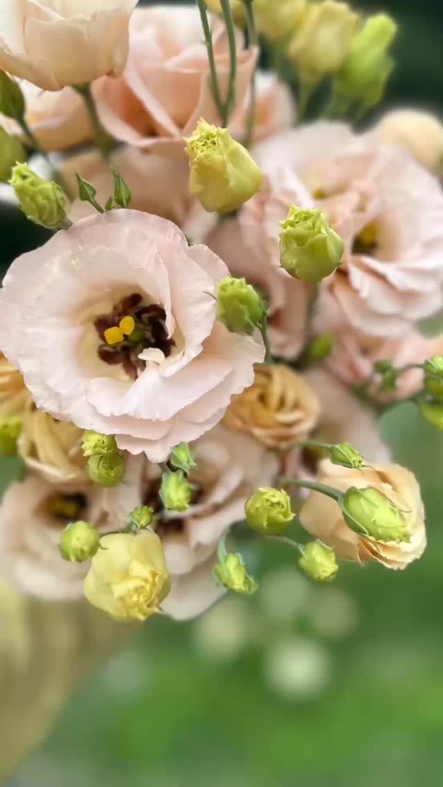 So excited to bring the abundance of the August cut flower fields to @lilyandbirchmarket and a pop up at @chartreuseandco on Saturday- come say hi!! We have a full cast staring stunning lisianthus and my beloved dahlias with supporting characters Celosia and Amaranth and many more…I can’t get enough!
#marketweekend #flowerfarm #smallfarm #flowerfarmer #lisianthus #dahlia #blooms #bouqet #market #antique #design