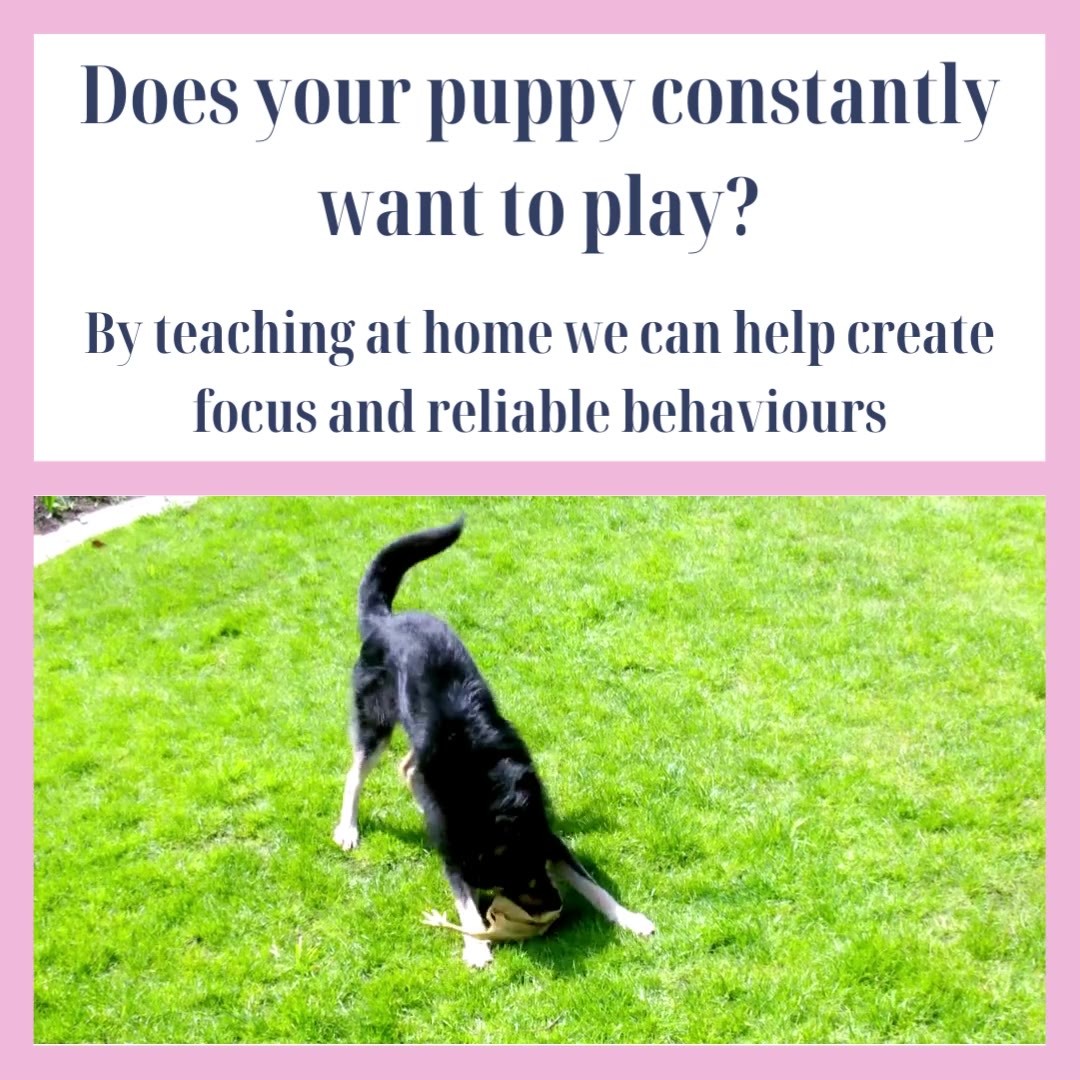 Do you struggle to tire out your puppy or dog? Or when you are out or trying to do any training they are always distracted?
We can help create focus and strong behaviours for you and your dog. We do this by provide training classes live online to give your dog the best possible chance to succeed and learn quicker and faster.
Join one of our new classes starting at the beginning of April. for more information please visit our website.
https://www.ladypeasdogs.co.uk/online-group-classes
#dogs #puppy #puppyclasses #dogtraining #ladypeasdogs #teenagedogs #lincolnshiredogtraining