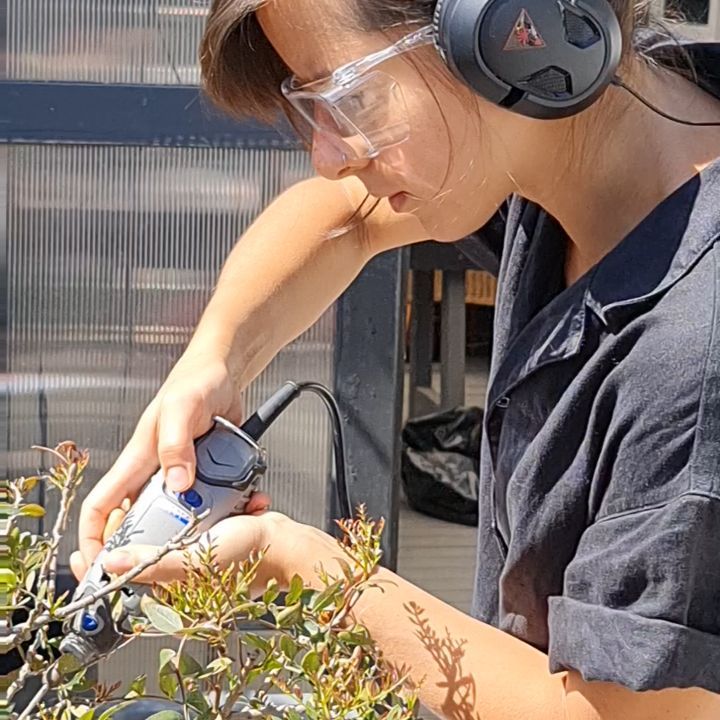 Ori creation on Pistachio Bonsai