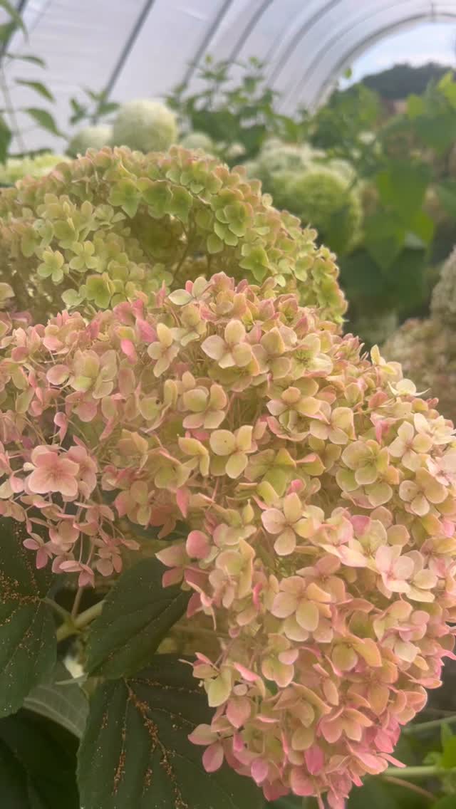 hydrangea h e a v e n
a dose of beauty celebration & joy to share
of my first summer season bounty
with @therealflowerco_wholesale
food for the soul this place
its plants, flowers, bees, birds, dogs & humans
playing my part of tending to its magic
one of hampshire’s greatest gifts to me by far
so how are YOU faring loves?
been a minute
choosing / needing to be a little quieter on here
a lot going on in the world right now isn’t there
summer can be a funny old time
a big peak of heightened energy
different rhythms
less form & shape to the everyday regular
leaves more room for fun, friends, family
adventures, parties, holidays perhaps
and also reflection, shifts, changes
lostness maybe, with that lesser sense of structure
what are you noticing arise in YOU?
is there a seasonal pattern perhaps
or is this summer offering you something new?
welcoming all that arrives as best we can
with gentleness
those words can be spoken easily
the practice of them, often less so
so summer, we see you
in all of your abundance
with lammas just past
and potent full moon & 8/8 energy
honouring your bigness
and all that you bring
as without, so within
#nature #natureconnection #ecotherapy #ecopsychology #seasons #cycles #summer #lammas #abundance