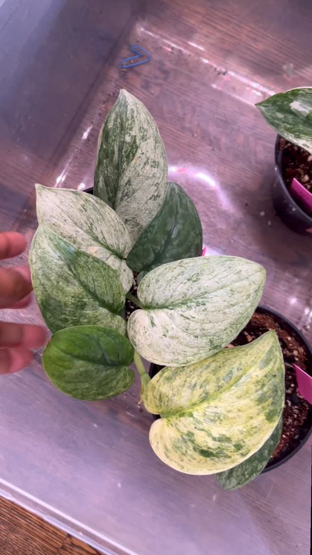 🌿✨ Our very first shipping was out! ✨🌿
After our amazing pop-up, we’ve reached another milestone, our first deliveries went out last week, and seeing our customers’ smiles as they received their plants was simply priceless. 💚 We truly cherish these moments shared with you, and together we’re building memories that will keep growing. 🌱
🚚 Delivery Info
🌿 Within 30 min of Ottawa:
▪️ Orders $50+ → $10 fee
▪️ Orders $150+ → FREE delivery
▪️ Every Saturday 🌞
🌿 Beyond 30 min:
Delivery available with an extra fee (based on distance).
📩 DM us your postal code for details.
✨ Thank you for being part of this new chapter with Shootsia, from pop-up to delivery, we’re growing together! 🌸
#Shootsia #TropicalPlants #OttawaPlants #PlantDelivery
#HouseplantLove #UrbanJungle #PlantCare #IndoorPlants #PlantAddict
#SupportLocal #OttawaSmallBusiness #PlantsMakePeopleHappy #PlantDecor #PlantParenthood