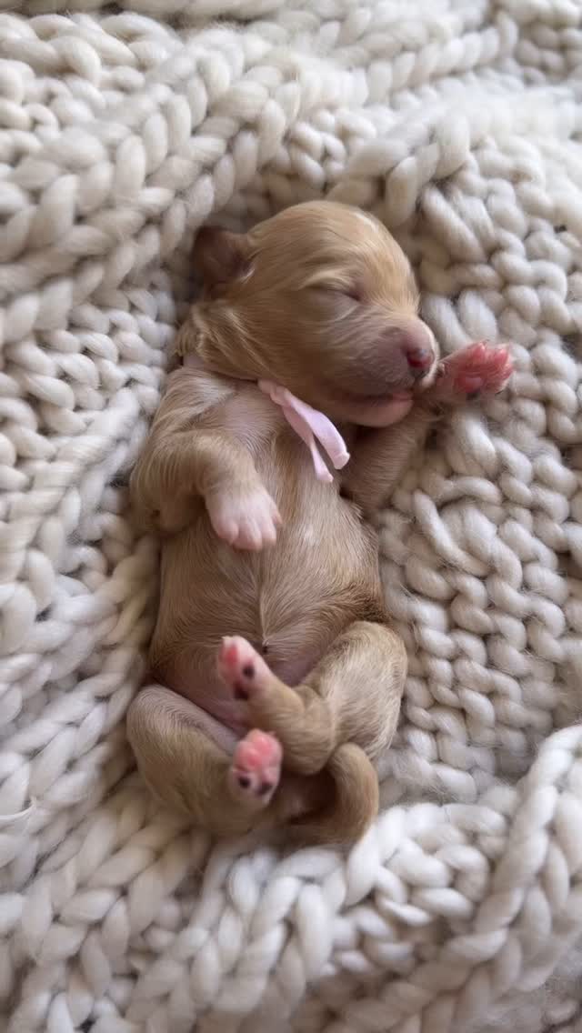 🐾 Why Do Puppies Have Pink Paw Pads at Birth? 🐾
When puppies are born, their tiny paw pads are usually soft and pink. This delicate coloring happens because their skin is brand new and hasn’t had time to develop pigment yet. Just like a baby’s skin, it’s extra sensitive in those early days.
As the weeks go by, those pink pads often begin to darken. Depending on the breed, genetics, and coat color, the pads may turn black, brown, or even stay a mottled mix of pink and darker shades. This change is completely normal and is simply a sign of their bodies producing more melanin—the same pigment that gives color to their skin, fur, and eyes.
🐾 Why the change?
• Protection: Darker, tougher pads are better equipped to handle walking, running, and playing.
• Genetics: Just like coat color, the final shade of a puppy’s paw pads is determined by their DNA.
• Individuality: Some dogs keep patches of pink for life, making their paw prints uniquely their own!
So if you notice your puppy’s once-pink toe beans darkening as they grow, it’s just part of their natural development. From soft baby pink to strong, mature pads, those little paws are preparing for a lifetime of adventures! 🐶❤️
.
.
.
.
.
.
.
.
.
.
.
.
#PuppyLove #PinkPaws #PuppyLife #ToeBeans #PuppyPaws #DogsofInstagram #PuppyGram #Pawfection #InstaPuppy #CutePuppy #TinyPaws #PawPrints