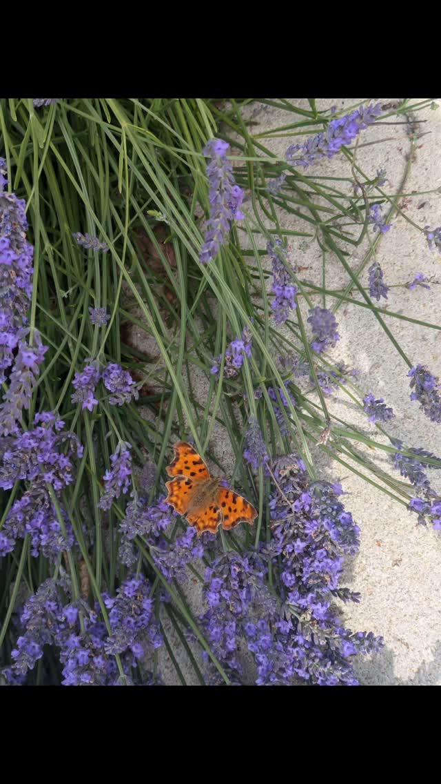 New blog post out today on wildlife (and people!) friendly garden design this summer 💛
www.eleanorobornegardendesign.com/post/how-to-design-a-wildlife-friendly-garden-this-summer
#gardendesignwiltshire #gardendesigndorset #gardenideas #wildlifegarden