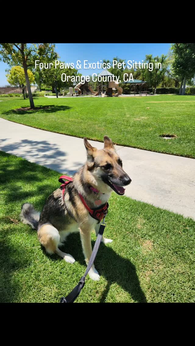 Meet Birdie! Her owners are avid golfers, and when they want to get in a round of golfing, they will reach out to me and book the 60-Minute Dog Walk. Recently, her owners went on a 2-week vacation and booked the Midday Visit with Overnight Stay.
Birdie is special to me because I've been walking her since I started my business, which was 2 years ago! She is very reserved, but once you gain her trust, she will become your best buddy! ❤️
For more information about my dog walking and pet sitting services, please visit www.fourpawsandexotics.com.
#orangecountypetsitter #orangecountydogwalker #petsitting #dogwalking