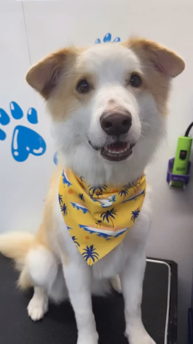Some recent cuties!! ๐๐ I mainly groom dogs but I do cats as well!! ๐ถ๐ฑ๐ค
#818valley #lovedogs #doggrooming #sanfernandovalleydogs #fluffypawsgrooming #cutedogs #grooming #sanfernandovalley #womeninbusiness #818 #mobiledoggrooming #mobiledoggroomer #cat #catlovers #catlife