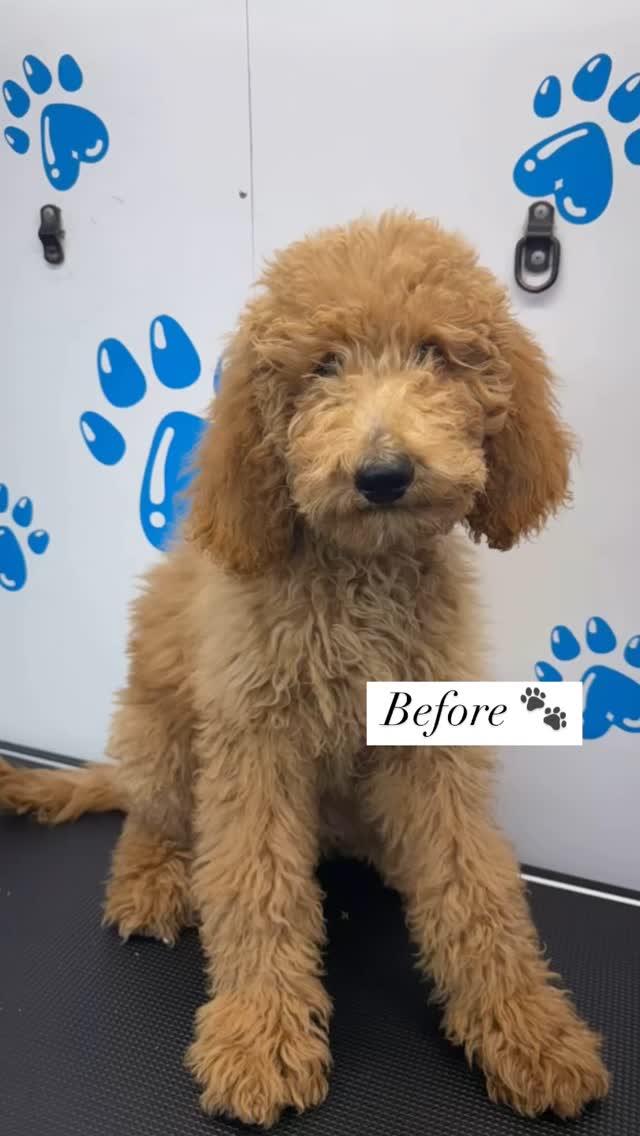 Kobeโs first groom! Heโs such a cute puppy โบ๏ธ๐ For his first time he did a wonderful job!! Isnโt he adorable ๐ฅฐ๐พ
#818valley #lovedogs #doggrooming #sanfernandovalleydogs #fluffypawsgrooming 
#cutedogs #grooming #sanfernandovalley #womeninbusiness #818 #poodle #poodlepuppy #mobiledoggrooming #mobiledoggroomer