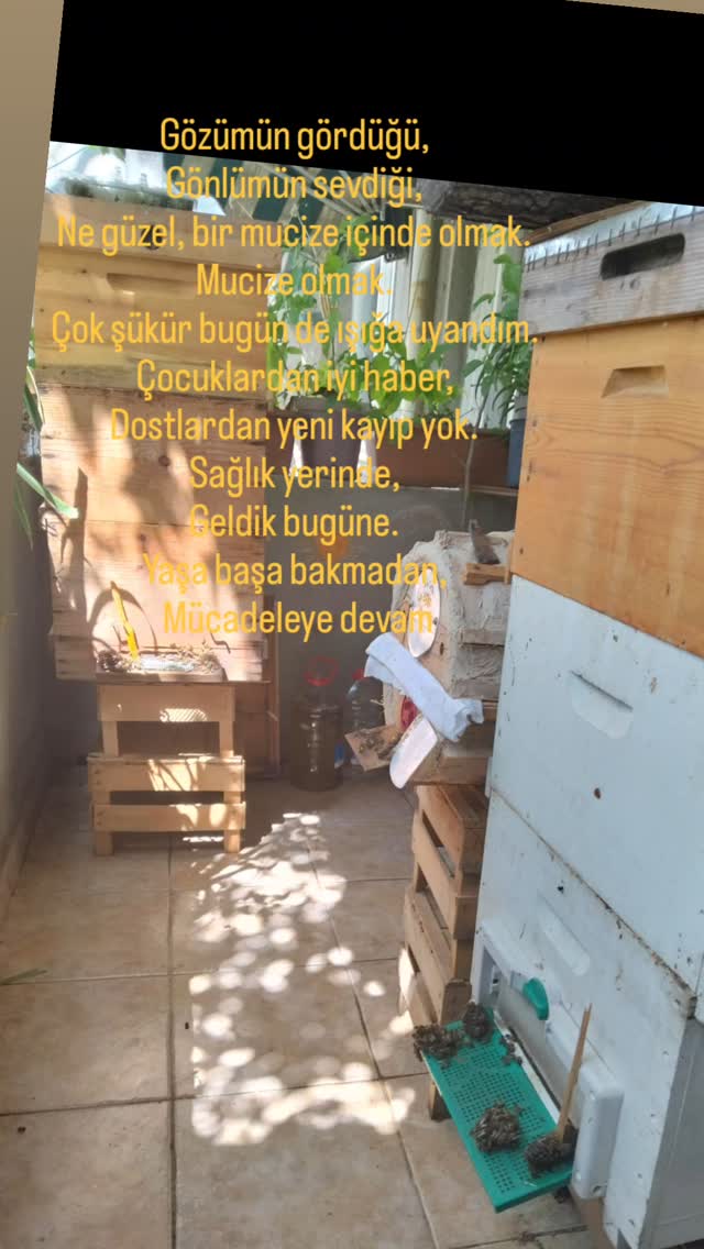 Gözümün gördüğü,
Gönlümün sevdiği,
Ne güzel, bir mucize içinde olmak.
Mucize olmak.
Çok şükür bugün de ışığa uyandım.
Çocuklardan iyi haber,
Dostlardan yeni kayıp yok.
Sağlık yerinde,
Geldik bugüne.
Yaşa başa bakmadan,
Mücadeleye devam.
#beekeeping #taichichuan #taichiturkey
#meditasyon #tao #profchengmanching
#taichiheryerde