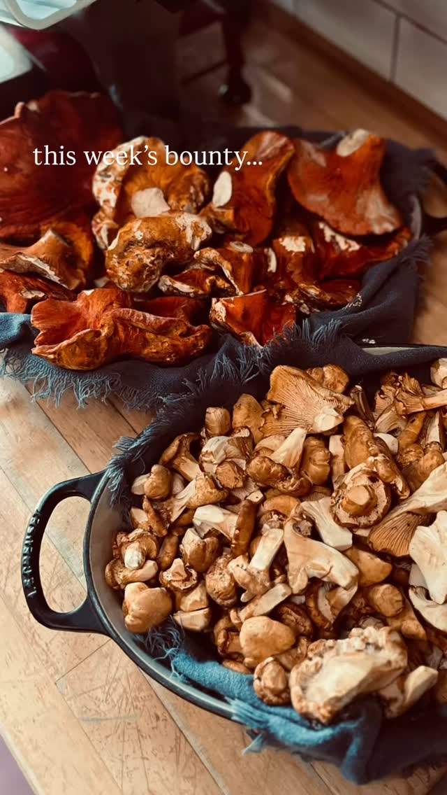 This week’s bounty….
Chanterelles and Lobster mushrooms
from Mendo Family Forage.
SF Halibut - ikejime style
and Monterey Bay Spot prawns
from Four Star Seafood & Purveyors.
Showing up on our menus
@boonvillehotel and @offspringboonville
#chanterelles
#lobstermushroom
#montereybayspotprawns
#sanfranciscohalibut
#ikejime
#lucky
#localpurveyors
#boonvillehotelandrestaurant
#offspringboonville
#mendocinorestaurants
#andersonvalley
#mendocinocounty