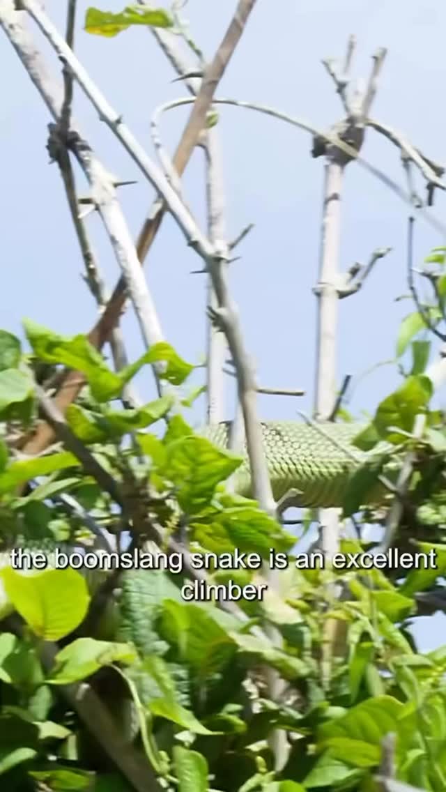 En la naturaleza no hay villanos ni héroes, solo equilibrio. La boomslang caza a un polluelo, pero enseguida un ave mayor la convierte en su alimento. Cada especie cumple un rol en la cadena de vida. 🌱✨ #EducaciónAmbiental #FundacionVivarium” #FundacionVivarium #Boomslang #Conservacion #Biodiversidad #CadenaAlimenticia #EducacionAmbiental