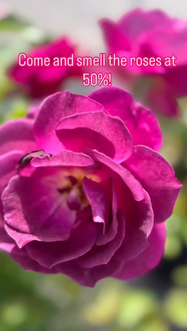 🌹✨ Fall is in the air, and so are the savings! ✨🌹
Our beautiful roses are now 50% OFF – the perfect time to add color, fragrance, and timeless beauty to your yard. Whether you’re refreshing your landscaping or starting from scratch, our family business is here to help you bring your outdoor dreams to life. 🌳🌼🍁
But hurry – this sale won’t last long! Stop by today and find the perfect roses (and so much more) to make your home stand out this season. 💐
#learnwithshayna #backtoschool #everyrosehasathorn #stopandsmelltheroses
#landscapedesign #flowershop #rosesale #mums #trees #landscapingservices #fallplants #gardeninspiration #flowerlovers #homelandscaping #shoplocal #shopsmall #downrivermi