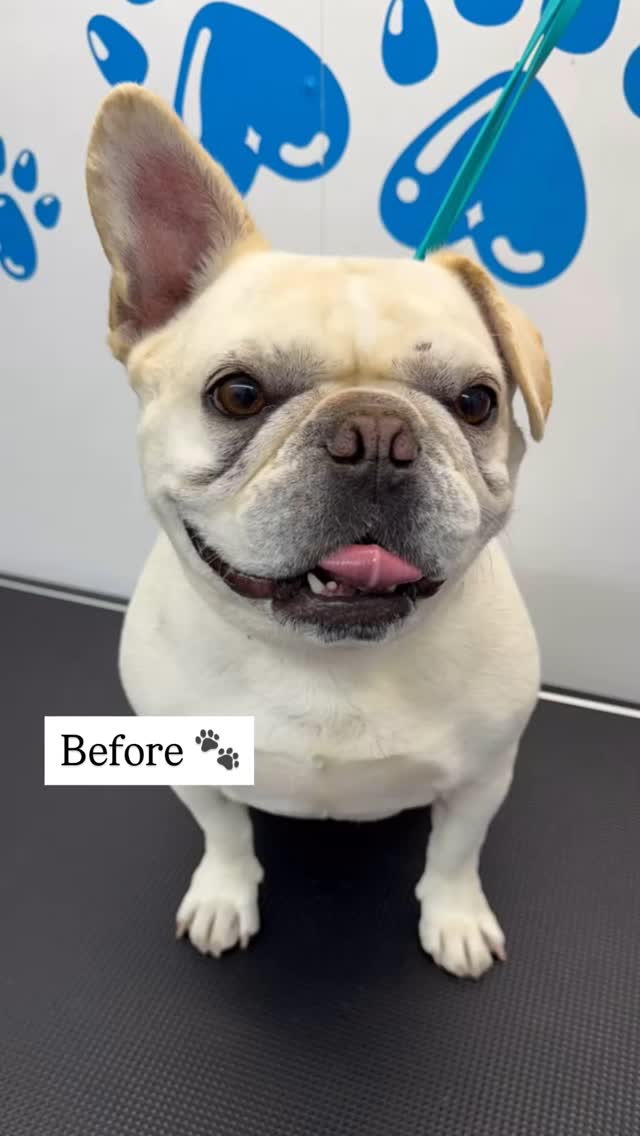 What a cute french bulldog!! ๐ถ๐ At the end is a special guest, her brother! ๐๐พ Both are such cuties and were so calm ๐ฟ๐ 
#818valley #lovedogs #doggrooming #sanfernandovalleydogs #fluffypawsgrooming #cutedogs #grooming #sanfernandovalley #womeninbusiness #818
#mobiledoggrooming #mobiledoggroomer #cat #catlovers #catlife