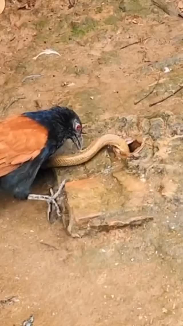 Cuando piensas que era otra especie….. #fundacionvivarium #snake #serpientes