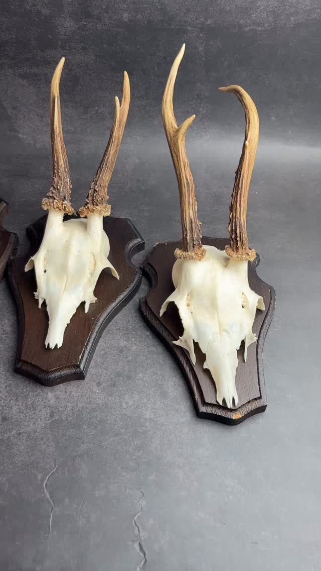 🦌Roe Deer Skulls 🦌
We’ve added a selection of Roe Deer Skulls with Shields on the website
Check them out via the link in our bio
#TaxidermyArt #NatureIsMetal #NatureArt #HomeDecor #MacabreArt #naturalhistoryart #WeirdIsBeautiful #OdditiesAndCuriosities #taxidermyforsale #Oddities