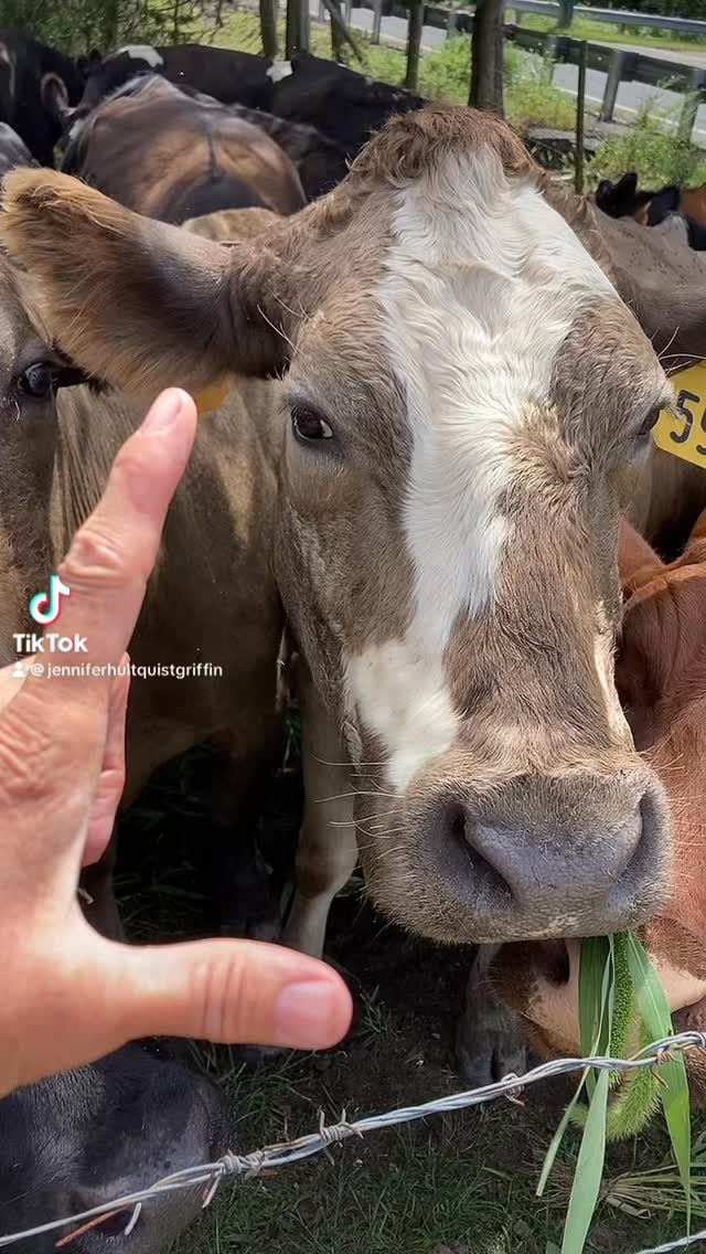 We can’t help but hop on this trend…not with these sweet loves. (No fingers were harmed in the making of this reel)
#roundtreefarmgreenhouse #cows #cowstagram #farmlife #southjersey