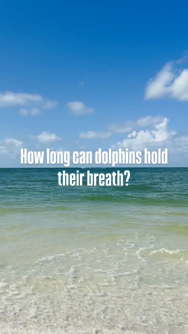 Have you ever wonder how long can dolphins hold their breath?
#swfl #marcoisland #florida #dolphins