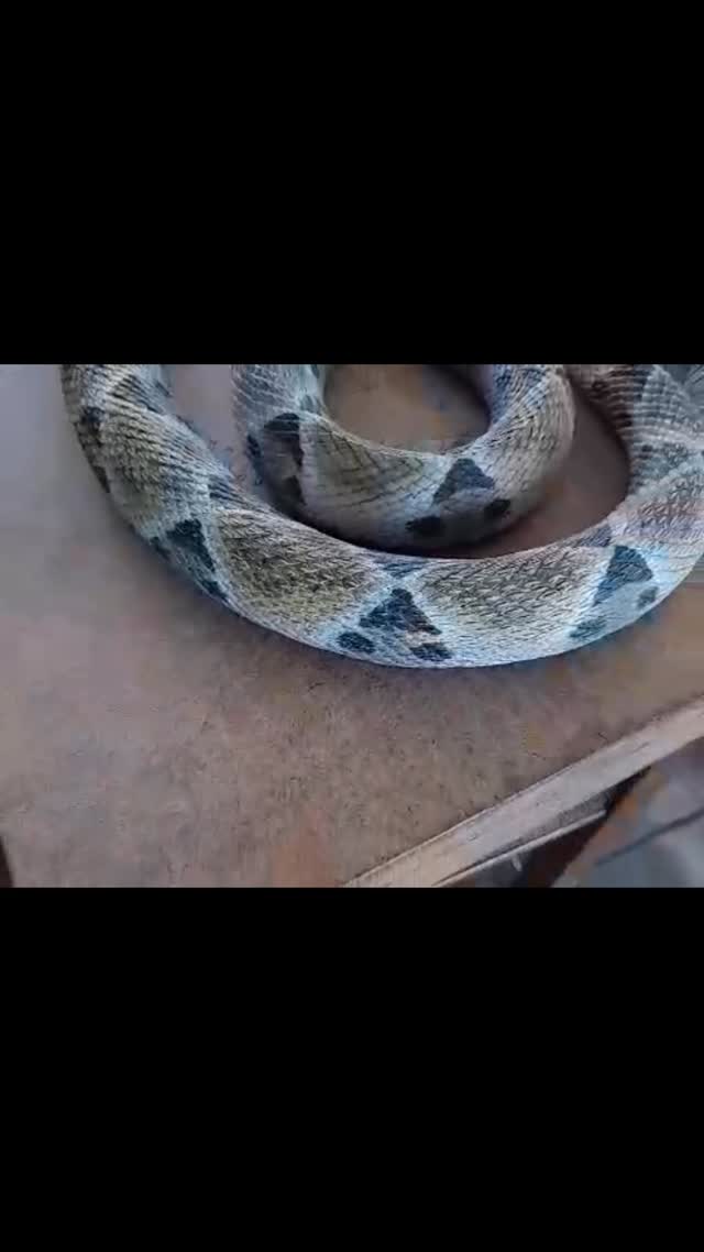 Con los niños de la Escuela Juan Antonio Michelena, de la Parroquia Candelaria, Valencia Edo. Carabobo donde la educación a temprana edad ayuda a un joven mejor preparado y menos accidentes!!! #fundacionvivarium #preservandovidas #snake #serpientes #venezuela #educación #educacionambiental