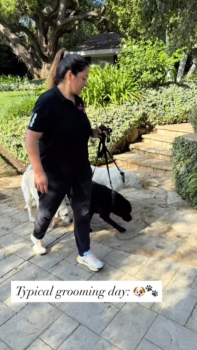 Typical bath package day!! ๐๐ซง This package includes a bath, nail clipping and grinding, ear cleaning, drying, brushing, anal gland expression (if possible and upon request), & teeth brushing. ๐ชฅ We also provide bows or bandanas for your pretty pup/ cat! ๐ถ๐ฑ If youโd like some extra fragrance for your pet, we have all natural pet safe perfume!๐๐พ Fluffy Paws Grooming wants the best for you and your pet so any other personal needs can be accommodated ๐ถ๐ฉถ๐พ 
#818valley #lovedogs #doggrooming #sanfernandovalleydogs #fluffypawsgrooming #cutedogs #grooming #sanfernandovalley #womeninbusiness #818 #mobiledoggrooming