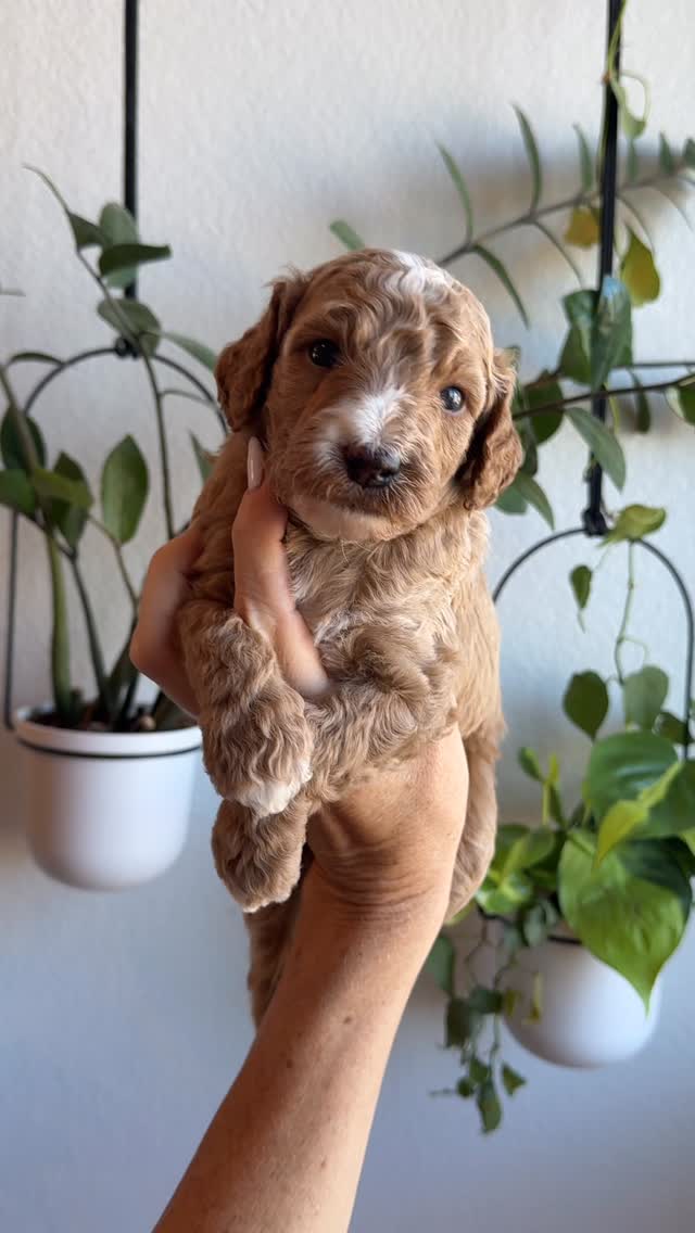 ✨ Three Weeks Old ✨
Our sweet pups turned 3 weeks old this past week and it’s amazing how quickly they’re growing! 🐾
✨ Eyes & Ears Open – They’re starting to see and hear the world around them.
✨ Wobbly Walks – Those tiny legs are getting stronger as they practice standing and taking little steps.
✨ Social Skills – Playtime with littermates is beginning, which helps them learn bite inhibition and coordination.
✨ First Sounds – Little barks, whines, and growls are starting to make an appearance.
It’s such an important stage as they transition from newborns to curious, playful pups. Each day brings more awareness, movement, and personality! 🐶💛
Stay tuned—this is just the beginning of all the fun puppy magic! ✨🐾
Meet the University Litter:
💙 Howard (Blue)
💜 Baylor (Purple)
💛 Pepperdine (Yellow)
❤️ Duke (Red)
💗 Penn (Pink)
🤍 Hopkins (White)
🌸 Princeton (Light Pink)
🌿 Berkeley (Mint Green)
#goldendoodlepuppies #minigoldendoodle #3weeksold
