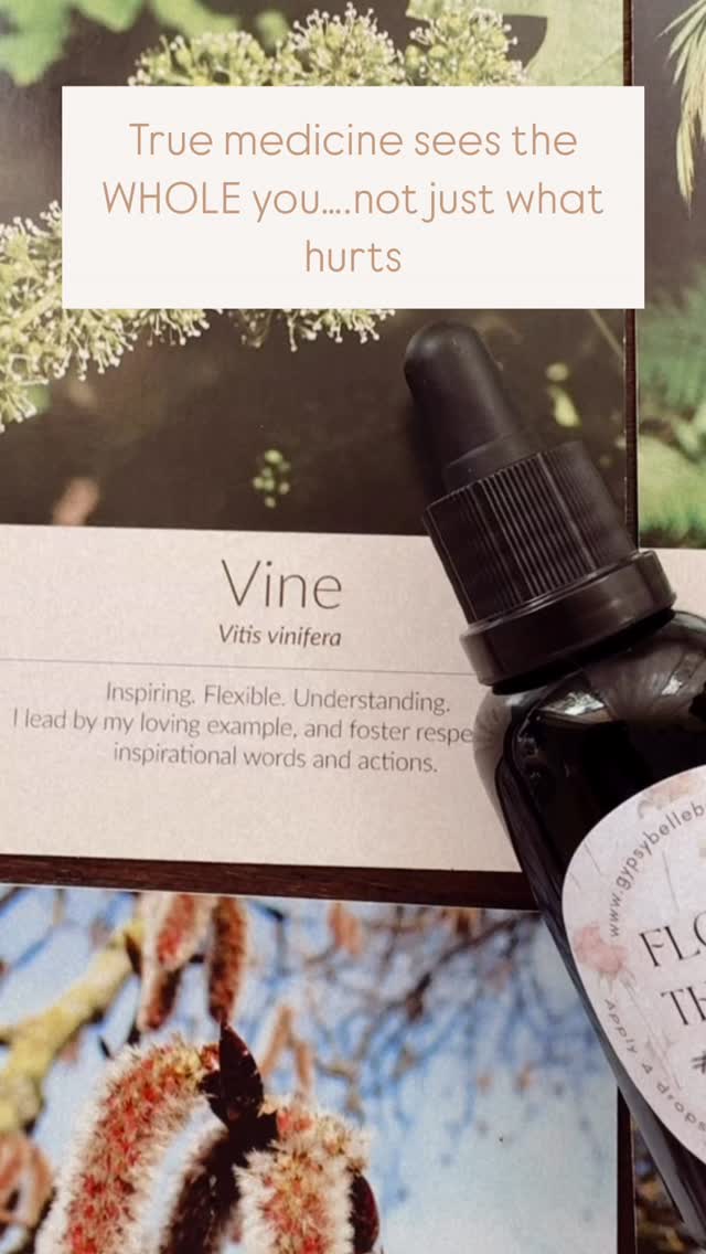 When I formulate, I’m never just looking at physical symptoms….I’m holding the whole person in mind.
Your body, your emotions, your essence (inner self, authentic self) whatever you like to call it….they’re all woven together, and true healing honours each of these layers. 🌿🌸
Herbal medicine works deeply on the physical body…restoring balance, nourishing tissues, calming the nervous system, and shifting our biochemistry.
Flower essences, in their gentle way, work on the subtle emotional layer…easing old patterns, supporting resilience, and opening space for clarity and inner strength.
When combined, something beautiful happens: we support both the seen and the unseen. Herbs ground us into the body, while flower essences help release stuck emotional patterns or loops, releasing blocks.
This particular blend brings together Shatavari, a beautiful ally for women’s vitality, nourishment, and hormonal balance (aka. She who possesses a hundred husbands ;) and Ginger — warming, digestive, and gently energising.
Layered with Bach flowers:
🌸 Aspen, easing vague fears and worries.
🌸 Larch, restoring confidence and self-belief.
🌸 Wild Oat, guiding purpose and direction.
🌸 White Chestnut, quieting the busy mind.
🌸 Hornbeam, lifting mental fatigue and inertia.
A gentle synergy for whole body strengthening, nourishing, and helping you feel more at ease within yourself.
You are more than a set of symptoms.
Rach xx
#Naturopath #HerbalMedicine #FlowerEssences #BachFlowers #HolisticHealing #WomensHealth #HormoneHealth #EmotionalWellbeing #GutHealth #MindBodyMedicine #Shatavari #HerbalWisdom #PlantMedicine #NaturalHealing #Naturopathy #WholisticHealth #GypsyBelleBotanicals