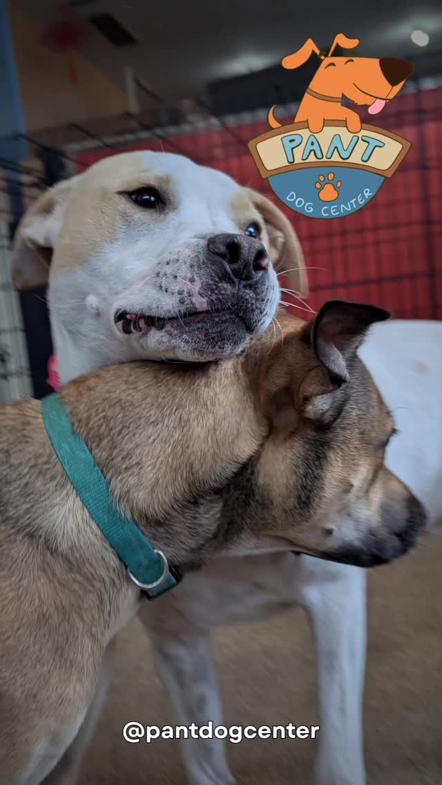 🐾 Ever wonder what your dog is doing at PANT? From zoomies with friends to snuggles with the staff, every day here is packed with play, love, and happy tails. 🐶💛 Your pup’s best day is happening right now—see the joy for yourself!
#DogDaycareLife #HappyDogsDaily #PantDogCenter #DogsofInstagram2025 #PuppyPlaytime #DogLoversCommunity